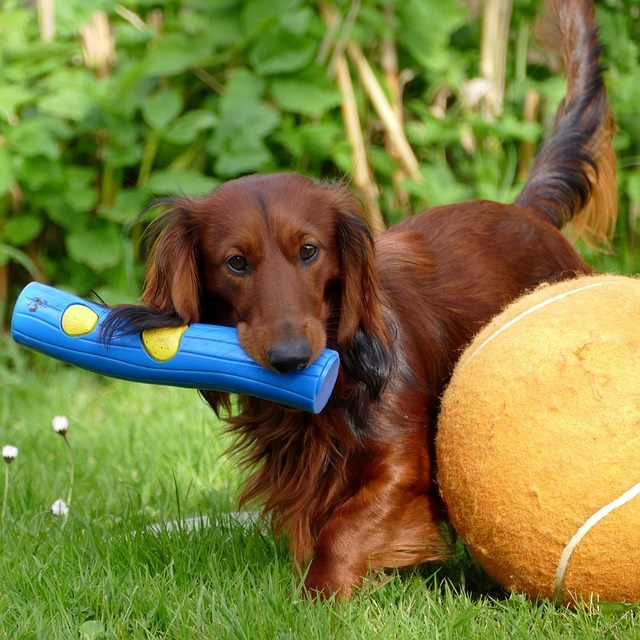 Help! My dog is jumping, barking, chewing & digging!  Teamwork Dogs -  Training a great family dog - Taigum, Caboolture