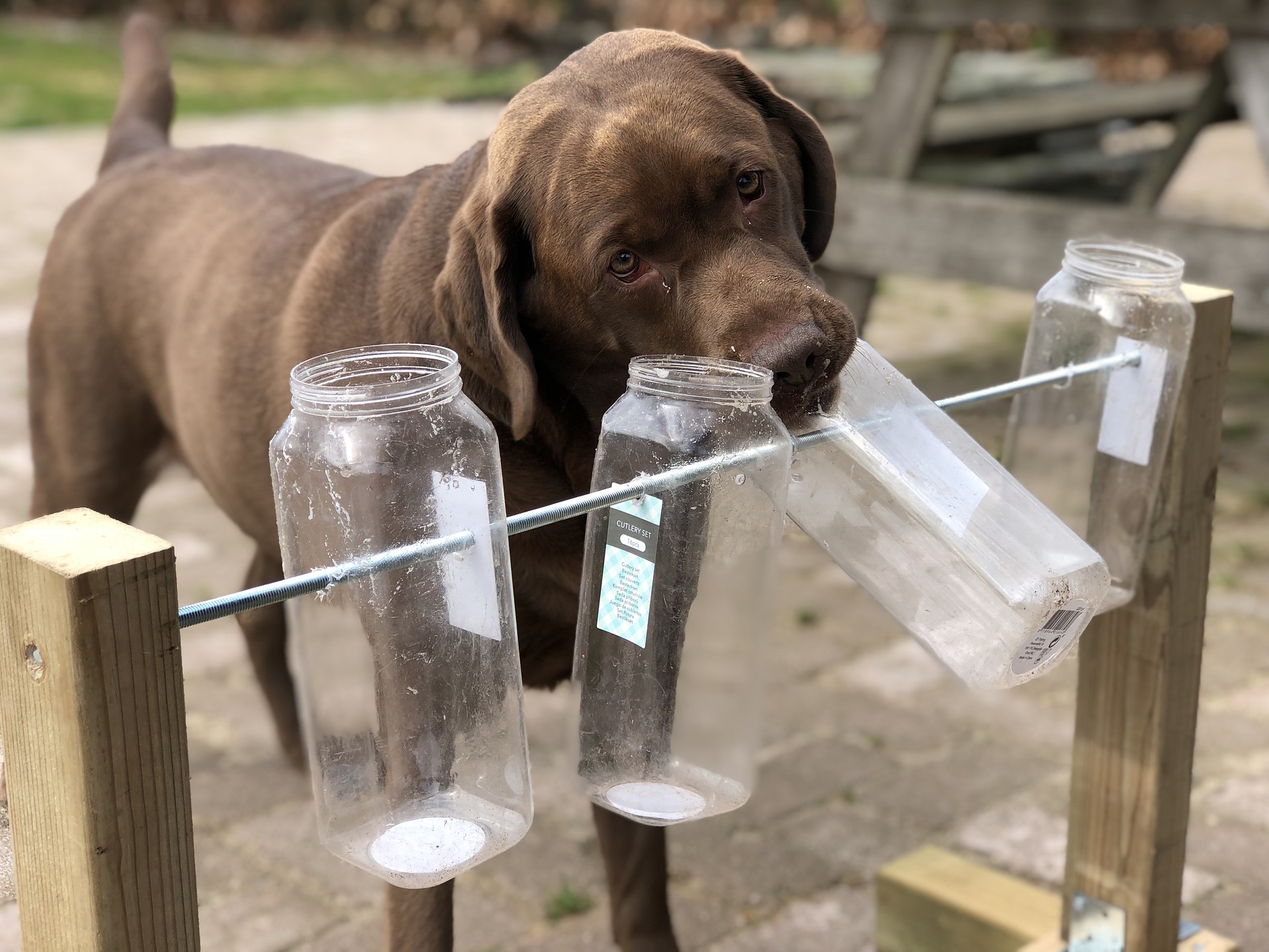 Ditch the bowl How to get my puppy to eat from a food dispensing